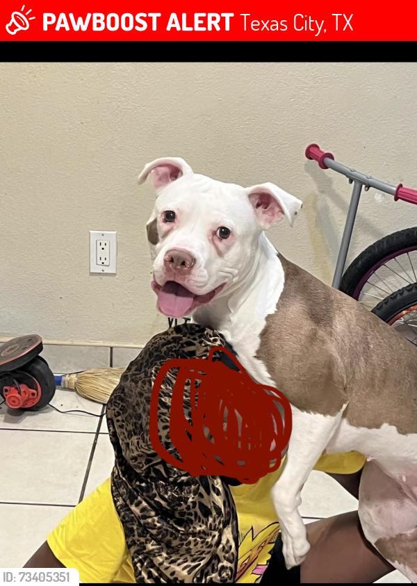 Lost Female Dog last seen Idk, Texas City, TX 77590