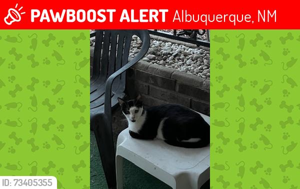 Lost Female Cat last seen Chelwood and Indian School, Albuquerque, NM 87112