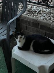 Lost Female Cat last seen Chelwood and Indian School, Albuquerque, NM 87112