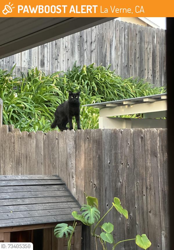 Found/Stray Female Cat last seen Puddingstone Village neighborhood, La Verne, CA 91750