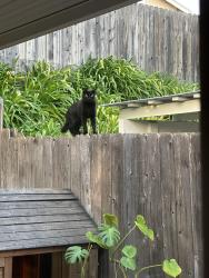 Found/Stray Female Cat last seen Puddingstone Village neighborhood, La Verne, CA 91750