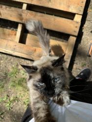 Lost Female Cat last seen Vesper st, Akron, OH 44310