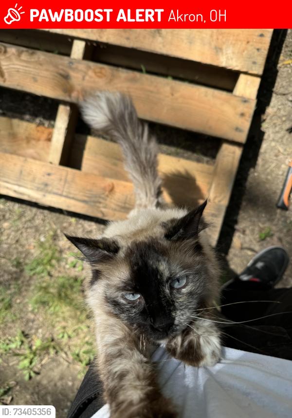 Lost Female Cat last seen Vesper st, Akron, OH 44310