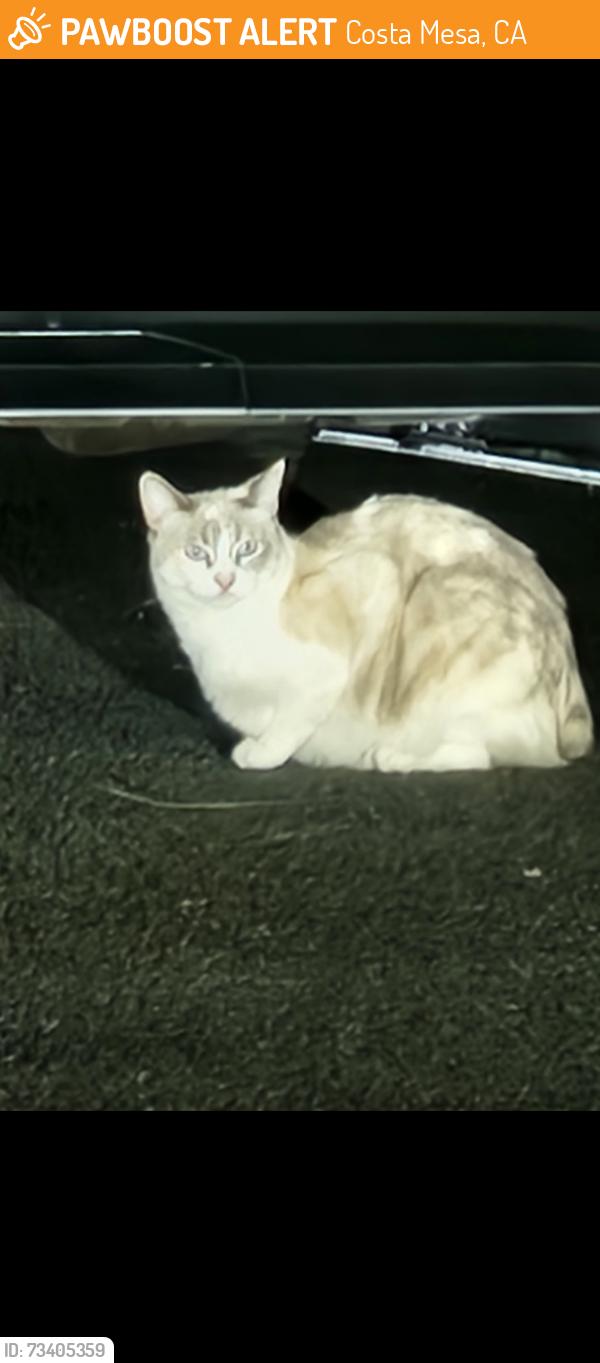 Found/Stray Unknown Cat last seen Bristol and paularino, Costa Mesa, CA 92626