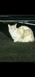 Found/Stray Unknown Cat last seen Bristol and paularino, Costa Mesa, CA 92626