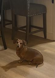 Reunited Female Dog last seen Tennis lane, Tracy, CA 95376