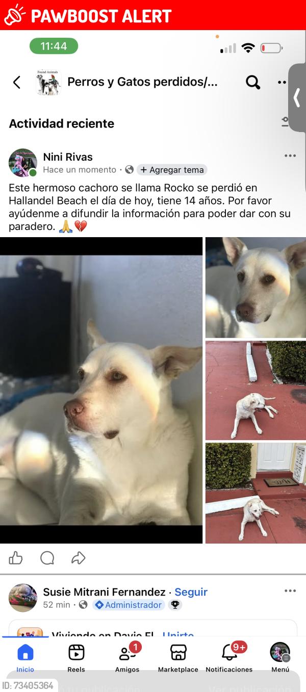 Lost Male Dog last seen Hallandel miami, Hallandale Beach, FL 33009