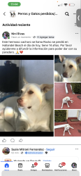 Lost Male Dog last seen Hallandel miami, Hallandale Beach, FL 33009