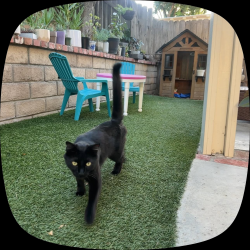 Found/Stray Female Cat last seen Puddingstone Village neighborhood, La Verne, CA 91750