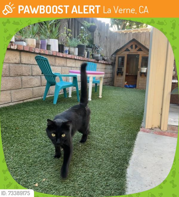 Found/Stray Female Cat last seen Puddingstone Village neighborhood, La Verne, CA 91750