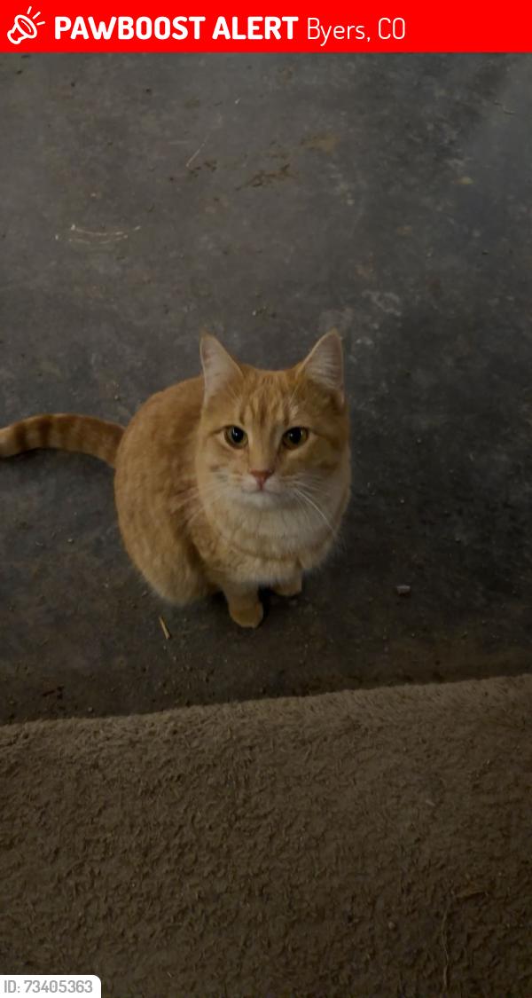 Lost Female Cat last seen Keen and Nelson, Byers, CO 80103