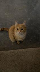 Lost Female Cat last seen Keen and Nelson, Byers, CO 80103