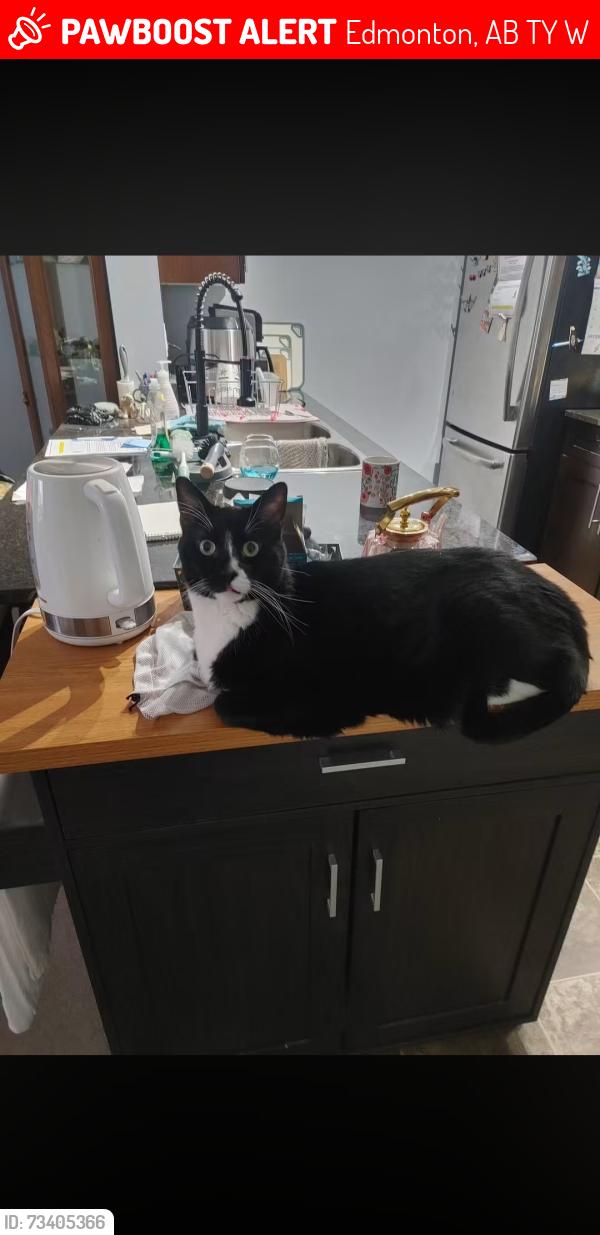 Lost Male Cat last seen Mcconachie, Edmonton, AB T5Y 0W9