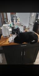 Lost Male Cat last seen Mcconachie, Edmonton, AB T5Y 0W9