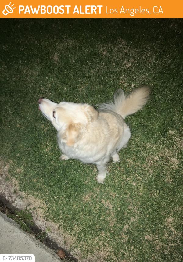 Found/Stray Female Dog last seen Near and alma, Los Angeles, CA 90731