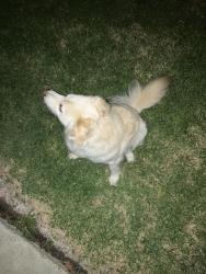 Found/Stray Female Dog last seen Near and alma, Los Angeles, CA 90731