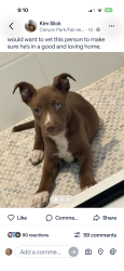 Found/Stray Unknown Dog last seen This dog is being held captive by Kim slick on Nextdoor, Irvine, CA 92603