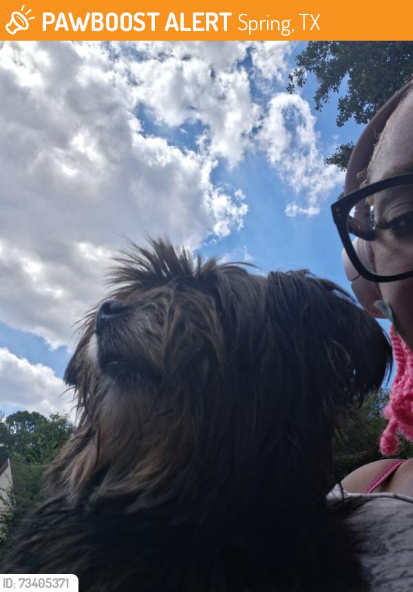 Found/Stray Female Dog last seen Roserock lane, Spring, TX 77388