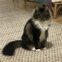 Lost Male Cat last seen Tyabb post office, Tyabb, VIC 3913