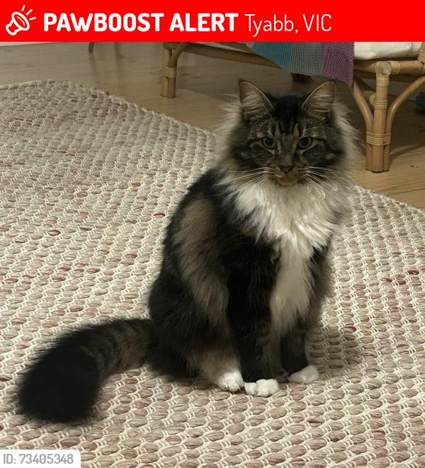 Lost Male Cat last seen Tyabb post office, Tyabb, VIC 3913