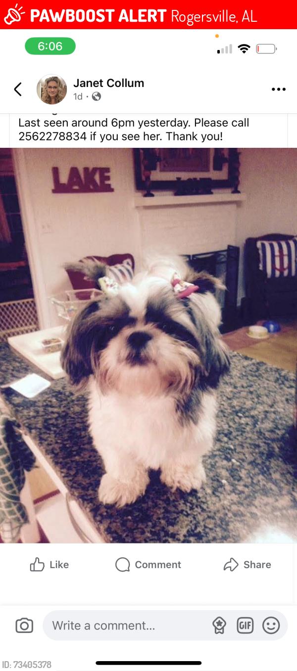Lost Female Dog last seen CR 70 Rogersville Al, Rogersville, AL 35652