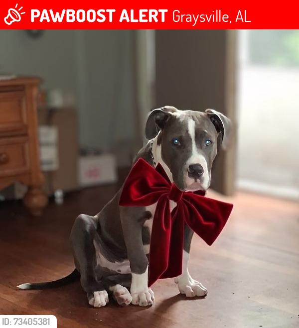 Lost Male Dog last seen Main Street, Graysville, AL 35073