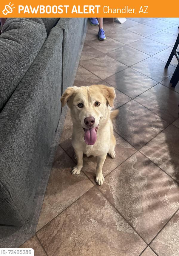 Found/Stray Male Dog last seen Pecos and Mcqueen, Chandler, AZ 85225