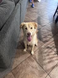 Found/Stray Male Dog last seen Pecos and Mcqueen, Chandler, AZ 85225