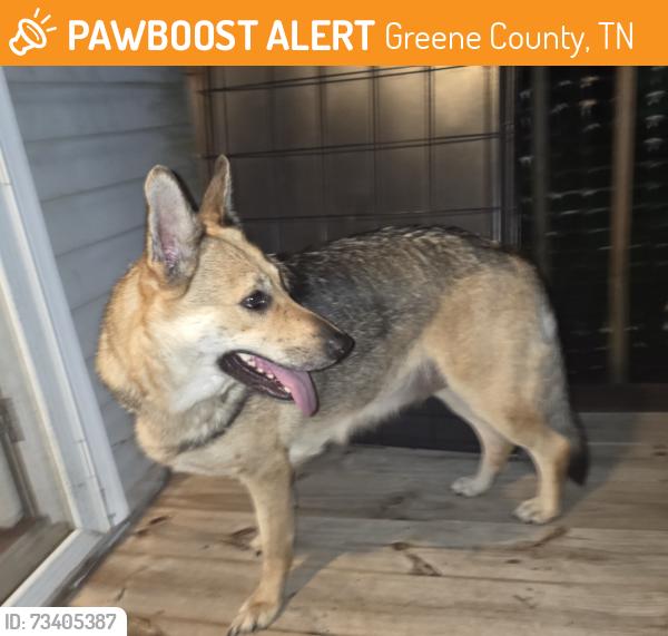 Found/Stray Female Dog last seen Roaming dr, Greene County, TN 37641