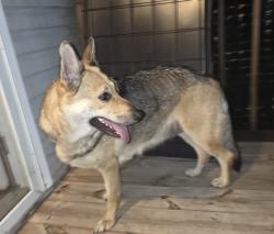 Found/Stray Female Dog last seen Roaming dr, Greene County, TN 37641
