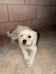 Reunited Male Dog last seen I street and G street, Ontario, CA 91764