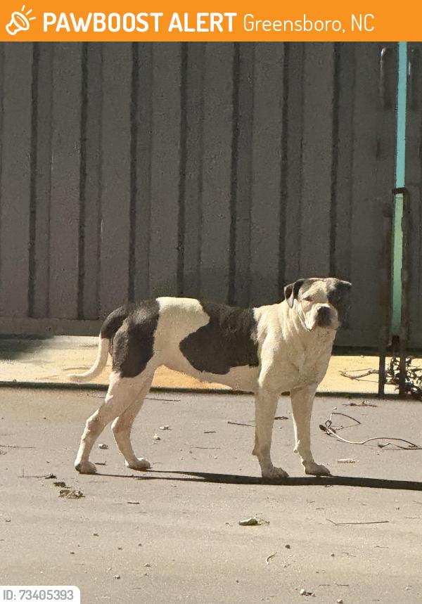 Found/Stray Female Dog last seen Taco bell on 4620 w gate city blvd, Greensboro, NC 27407