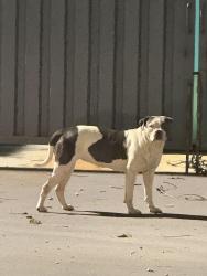 Found/Stray Female Dog last seen Taco bell on 4620 w gate city blvd, Greensboro, NC 27407