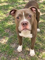 Shelter Stray Male Dog last seen E Hopp Lane, Inverness,, 4030 S Airport Rd, Inverness, FL 34450, USA