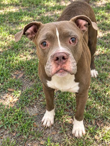 Shelter Stray Male Dog last seen E Hopp Lane, Inverness,, 4030 S Airport Rd, Inverness, FL 34450, USA