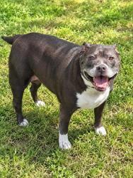 Shelter Stray Female Dog last seen N Janice Ave, Citrus Springs,, 4030 S Airport Rd, Inverness, FL 34450, USA