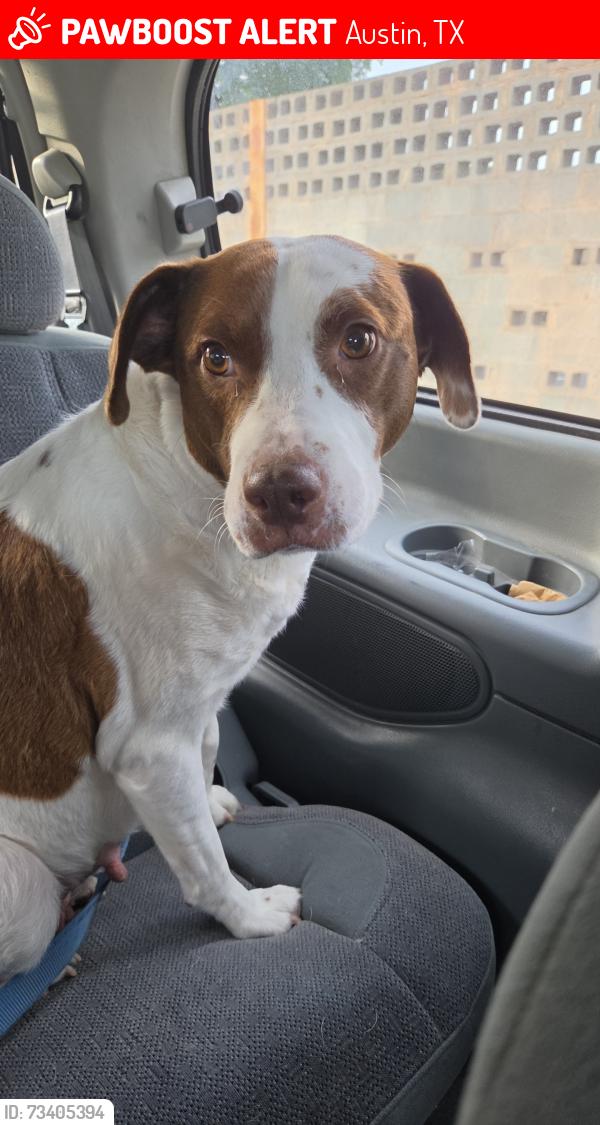 Lost Female Dog last seen Hickorystick/Lakecreek prkwy, Austin, TX 78750