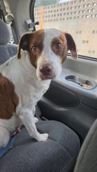 Lost Female Dog last seen Hickorystick/Lakecreek prkwy, Austin, TX 78750