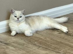 Lost Male Cat last seen flanagan dr, Simi Valley, CA 93063