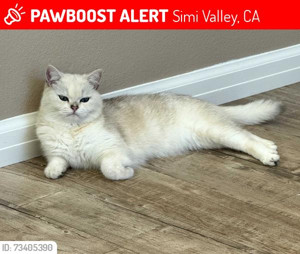 Lost Male Cat last seen flanagan dr, Simi Valley, CA 93063