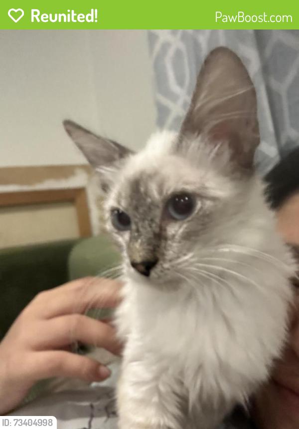 Reunited Female Cat last seen San Dimas, San Dimas, CA 91773