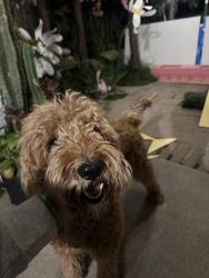 Found/Stray Female Dog last seen Sierra trail way, Antioch, CA 94561