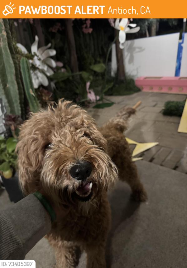 Found/Stray Female Dog last seen Sierra trail way, Antioch, CA 94561