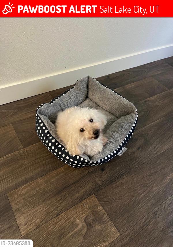 Lost Male Dog last seen stone flower way, Salt Lake City, UT 84118
