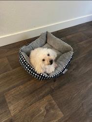 Lost Male Dog last seen stone flower way, Salt Lake City, UT 84118