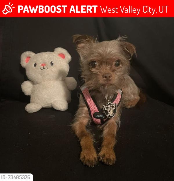 Lost Female Dog last seen Last seen on Warnock Ave, (turn off redwood at the mountain America bank) near the vacant overgrown lot with the old mustang parked in it, West Valley City, UT 84119