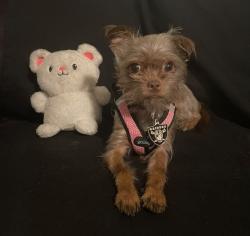 Lost Female Dog last seen Last seen on Warnock Ave, (turn off redwood at the mountain America bank) near the vacant overgrown lot with the old mustang parked in it, West Valley City, UT 84119