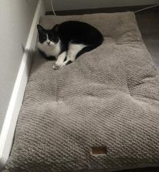 Lost Male Cat last seen Clara Barton Elementary, Eastvale, CA 92880