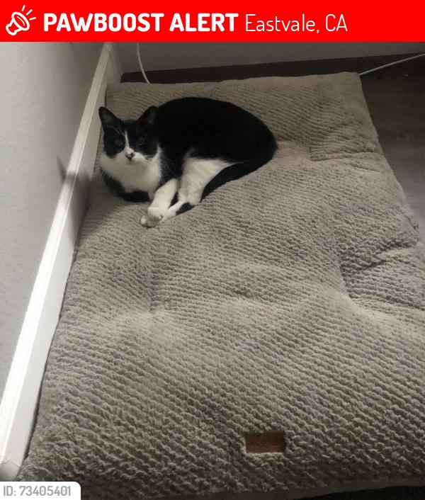 Lost Male Cat last seen Clara Barton Elementary, Eastvale, CA 92880