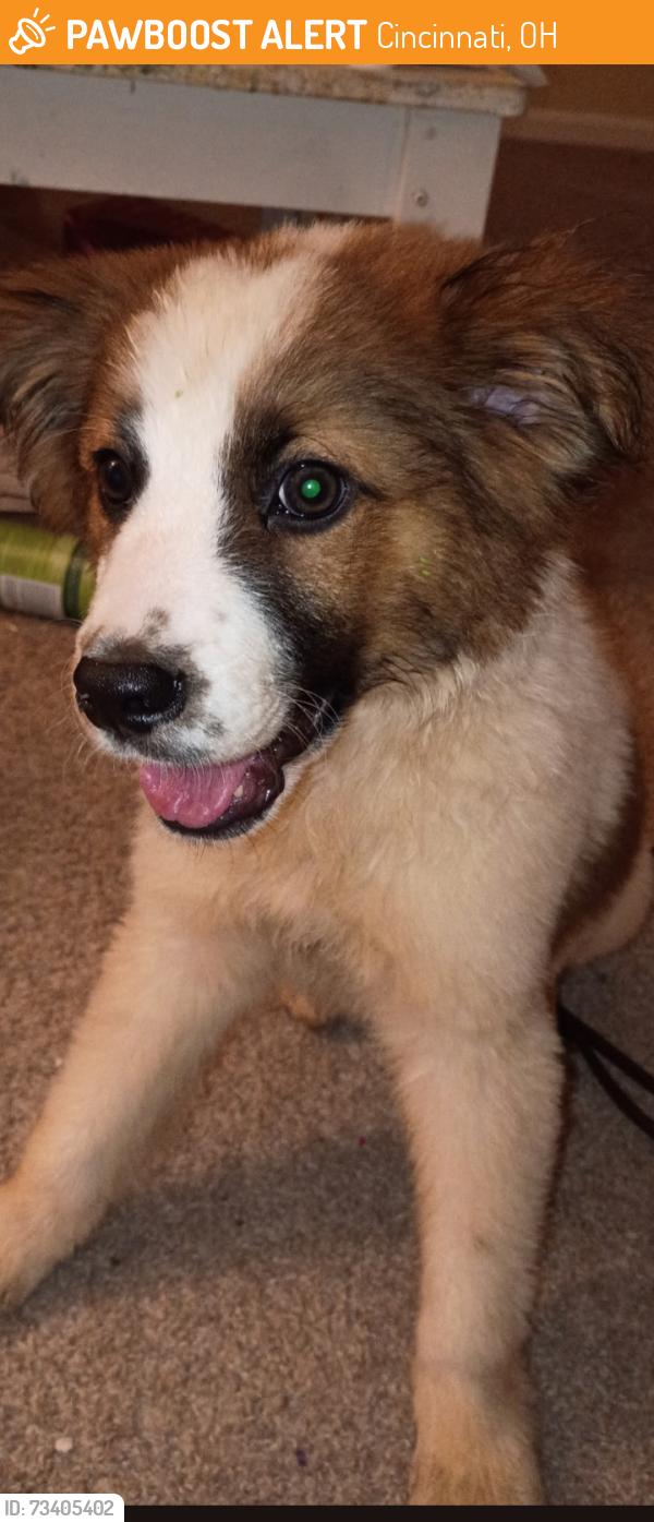 Found/Stray Male Dog last seen Kirby Ave Colerain/ North side area, Cincinnati, OH 45223
